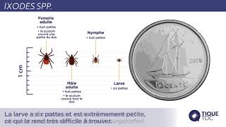 Question 11  Comment les tiques se développentelles de lœuf à ladulte [upl. by Norved]