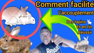 comment réussir 😱😱 laccouplement chez les lapins 😱😱lapinrabbit [upl. by Zabrine]