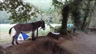 The donkey Rosinante on the Camino de Santiago [upl. by Jegar]