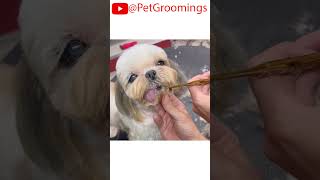 CRAZY Shih Tzu REACTION After Hair Grooming doggroominglife dogbreed puppy groominglife [upl. by Adoh886]