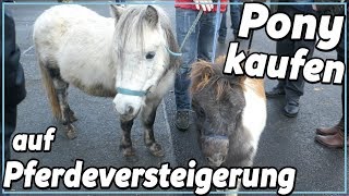 Pony kauf  auf der Pferdeversteigerung [upl. by Avot221]