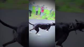 dog race  शीतल  virul dog race greyhound trending youtubeshorts [upl. by Gipps]