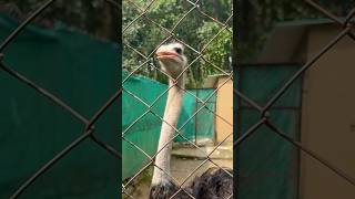 OSTRICH 😱 शुतुरमुरग shorts ostrich ostrichbird wildlife [upl. by Nor803]