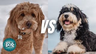 Goldendoodle vs Bernedoodle  Which Doodle is Better For You [upl. by Nonnahsed]