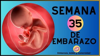 Semana 35 de embarazo en el vientre materno  35 SEMANAS DE EMBARAZO [upl. by Deelaw753]