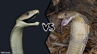 The Black Mamba vs The Inland Taipan  Which Is More Deadly [upl. by Merrill]