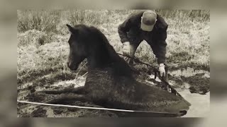 Man rescues crying wild horse You cant believe how grateful he is [upl. by Garaway]