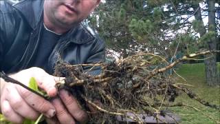 Harvesting horseradish in the fall [upl. by Alel]