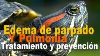 Edema de Parpados y Pulmonía en Tortugas de Orejas Rojas [upl. by Reeta]