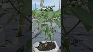 Growth  Day 42 chili gardening farming growth fertigasi [upl. by Enilehcim942]