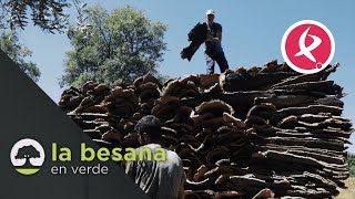 Buen año para el corcho extremeño  La besana en verde [upl. by Far]