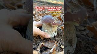 Porcini del 2 Novembre 2024 🍄 funghiporcini porcini funghi fungi pilze mushroom grzyby [upl. by Yasnil]