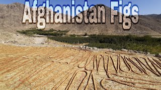 Afghanistan figs gardenAwesome places [upl. by Lefkowitz679]