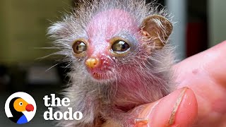 This Tiny Primate Is The Worlds Cutest Animal  The Dodo [upl. by Enelaehs]