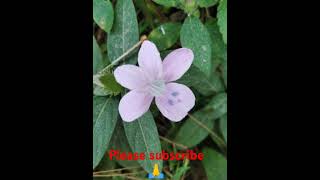 Barleria cristata 🙏🙏 [upl. by Raquel]