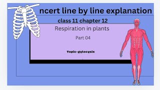 glycolysis part 1 NCERT line by line explanation [upl. by Dibbell955]