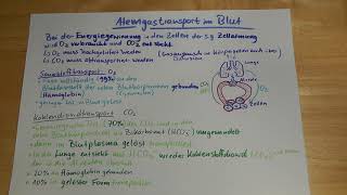 6 Wie sind Sauerstoff amp Kohlenstoffdioxid im Blut gebunden Gastransport im Blut erklärt [upl. by Roxie8]