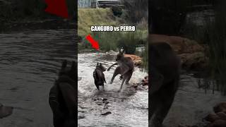 CANGURO vs PERROS 😨 [upl. by Ling]