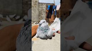 Pigeon videos attitude animals whatsapp vrialvide trendingshorts status shorts [upl. by Esened743]