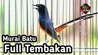 MURAI BATU GACOR FULL ISIAN TEMBAKAN CILILIN KAPAS TEMBAK LOVEBIRD KINOI C JENGGOT [upl. by Jung111]