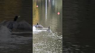 aalscholvers 2 cormorants swimming and flying away birds amsterdamse bos amsterdam netherlands [upl. by Currier]