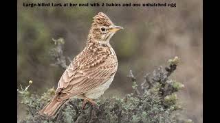 Stanford Bird Club Outing Karoo Gariep Conservancy [upl. by Sandro686]