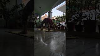 Chakrasana chakrasana selfpractice [upl. by Dare315]