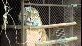 2 young aggressive Siberian Tigers in a small Cage [upl. by Fronnia]