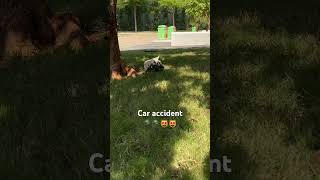 Car accident🪖🪖🐈‍⬛🐈‍⬛ britishshorthair cat bshkitten catbox funnycat pets bsh catlitter [upl. by Lovich]