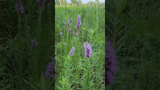 Blazing Star flower [upl. by Boiney732]