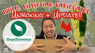 📦 UNBOXING PHILODENDRON BILLIETIAE VARIEGATED  6 weeks UPDATE🌱 [upl. by Eyahc]