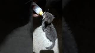 Feeding sick baby cat [upl. by Melamed]