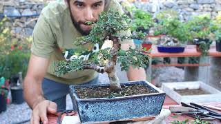 Poda de otoño en olmo chino ulmus parvifolia bonsai [upl. by Anoyi]