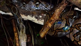 Big 5 Meter Python in Rainforest Thailand [upl. by Paresh]