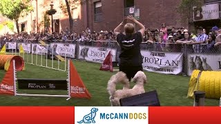 Dog Agility In Toronto At Woofstock 13 With The McCann Dog Stars [upl. by Aerdnaek708]