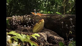 RESCATANDO UNA DE LAS MAS PELIGROSAS VIBORAS DE AMERICA LA TERCIOPELO Bothrops asper [upl. by Ezarras238]