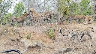 5 LEOPARDS in 1 SIGHTING 🐆🐆🐆🐆🐆 [upl. by Andryc]