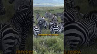 Why Zebras Have Stripes Uncovering the Fascinating Reasons [upl. by Hasty]