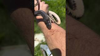 How Many Snakes can I Find in Austin Texas  part 3 [upl. by Urquhart763]