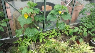 Beste Rankhilfe für Deine Schlangengurken und Tomaten im Gewächshaus [upl. by Ellinnet244]