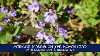 Medicine Making on the Homestead  Coltsfoot amp Ground Ivy [upl. by Sitoel]