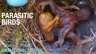 Parasitic Birds Educational Edition [upl. by Fields]