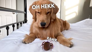 My Dog Reacts to Giant Cockroach [upl. by Atikkin]