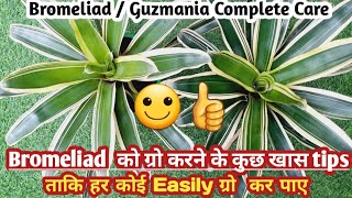 Bromeliad Plant CareGuzmania Plant growing tips Propagation Watering Soilmix Fertilizer [upl. by Kirstyn7]