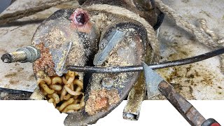 Removing Maggots and a Screw Stuck Inside Cow Hoof 0842 [upl. by Nallac]