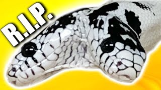 ANOTHER TWO HEADED SNAKE GONE RIP Cookies n Creme  BRIAN BARCZYK [upl. by Edme]