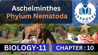 Aschelminthes Phylum Nematoda  Chapter 10  Class 11 Biology [upl. by Tanitansy]