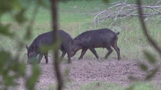 Wild hogs cause disturbance in San Antonio subdivision [upl. by Ocirederf573]