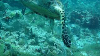 Antigua Diving  Hawksbill Turtle [upl. by Nehemiah]