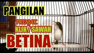 Prenjak KLIK BETINA Memancing prenjak KLIK jantan agar GACOR dan NGEBERN [upl. by Yrocal]